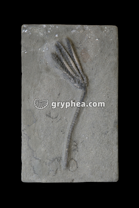 Crinoïde fossile (Histocrinus graphicus, Carbonifère, Indiana, USA) - gryphea.com